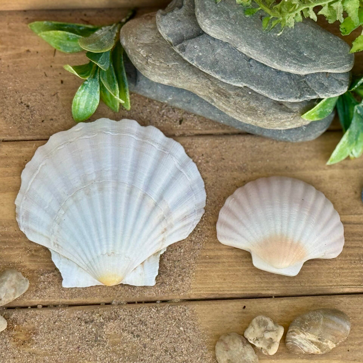 Yellow Door Seashells – Sensory Play Stones
