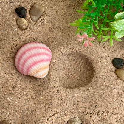 Yellow Door Seashells – Sensory Play Stones